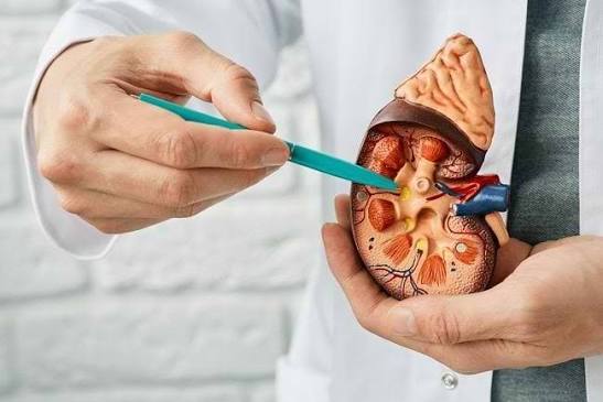 Fungsi Ginjal: Cara Menyaring Limbah dari Aliran Darah